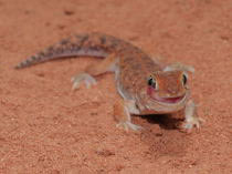 Ptenopus garrulus garrulus